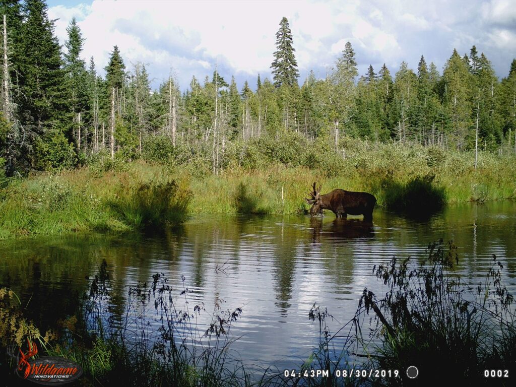 Moose drinking from a pond in the woods.