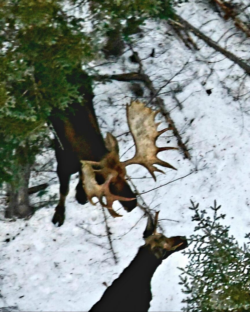 Two moose in snowy woodland setting.