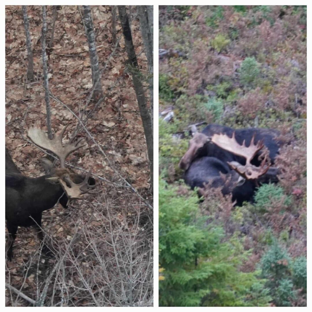 Two moose in a wooded area.